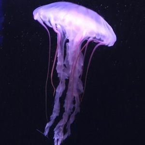 Meet your Posher, Paul